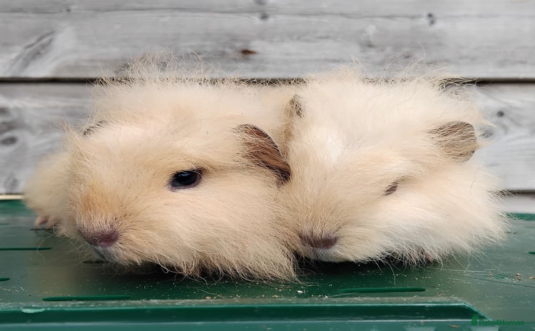 Guinea Pig rodents - Advert 17