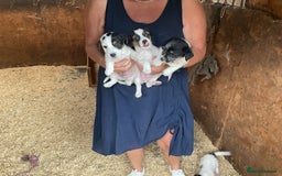 Jack Russell dogs for sale: Gorgeous Jack Russell puppies  - Image 2