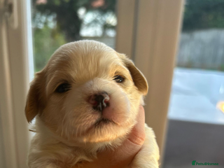 Mixed Breed dogs - Advert 1