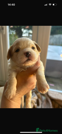 Mixed Breed dogs - Advert 8