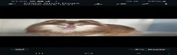 Pomsky dogs for stud:  Reggie the F3 pomsky for stud  - Advert 4