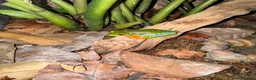 Frog reptiles for sale: RETF in an Exo Terra 60x60x45 Bioactive Terrarium in Tadley - Advert 4