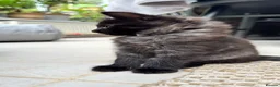 Mixed Breed cats for sale: Stunning kittens 🐈‍⬛  - Advert 14