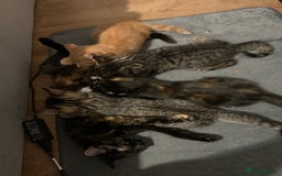 Domestic Shorthair cats for sale: Kittens  - Image 1