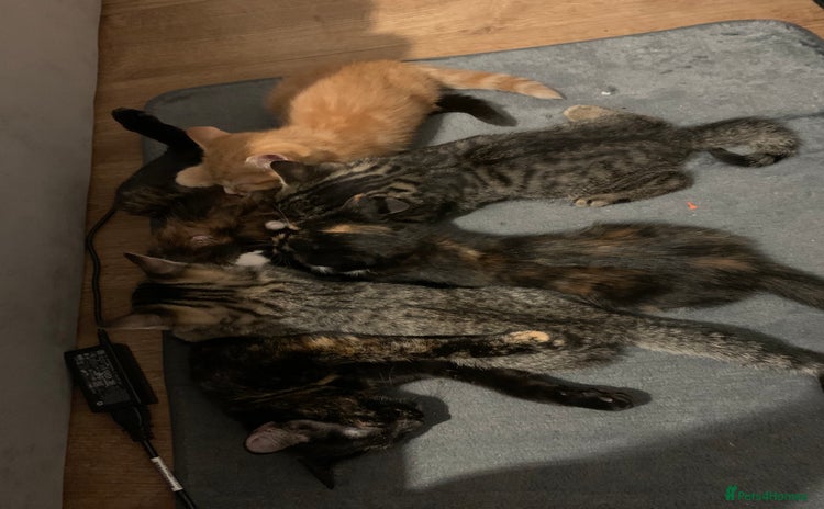 Domestic Shorthair cats - Advert 1