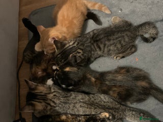 Domestic Shorthair cats - Advert 3