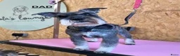 Miniature Schnauzer dogs for sale: 4 Beautiful KC Registered Puppies – 1 Girl, 3 Boys - Advert 2