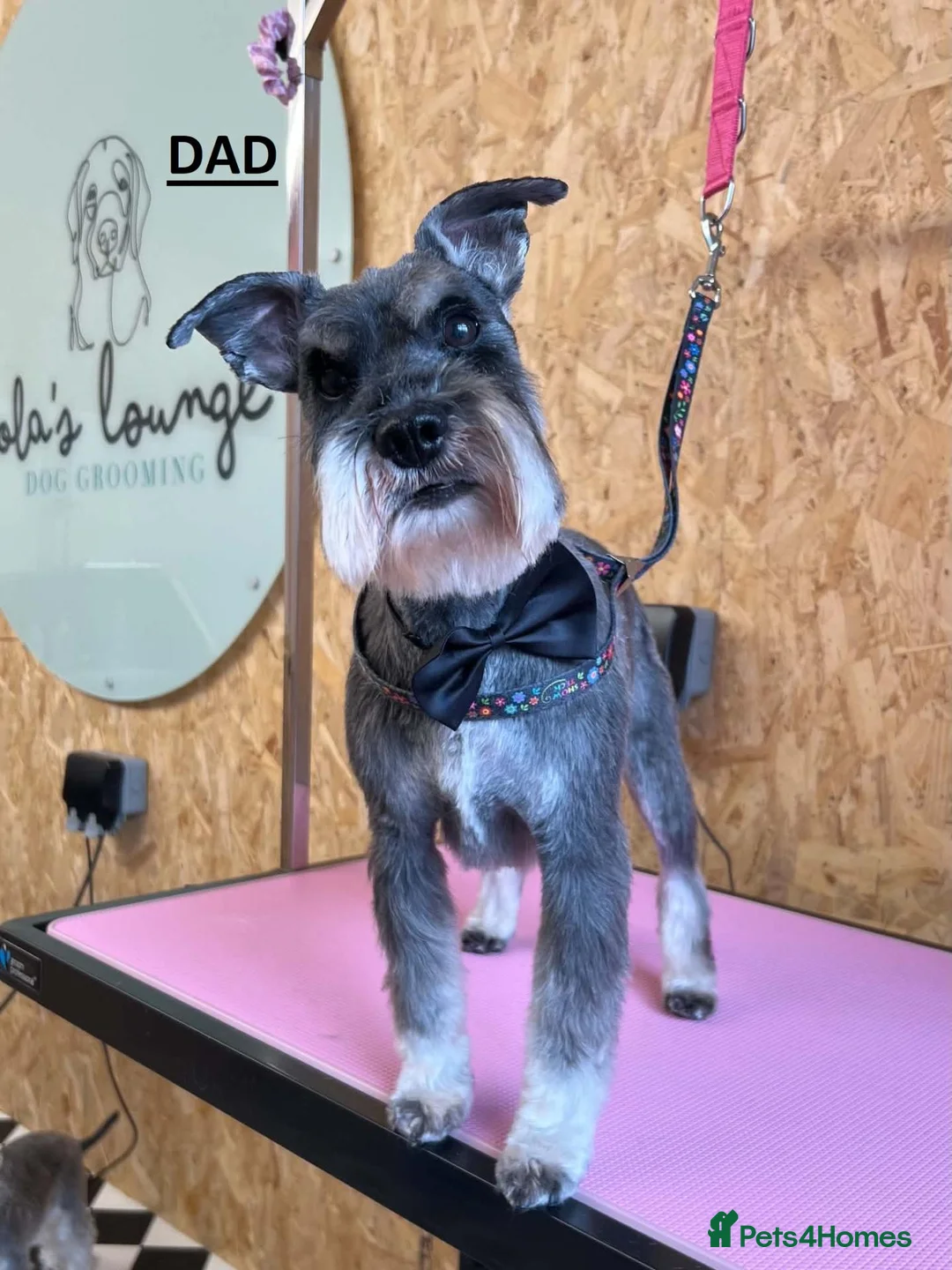 Miniature Schnauzer dogs for sale: 4 Beautiful KC Registered Puppies – 1 Girl, 3 Boys - Advert 2