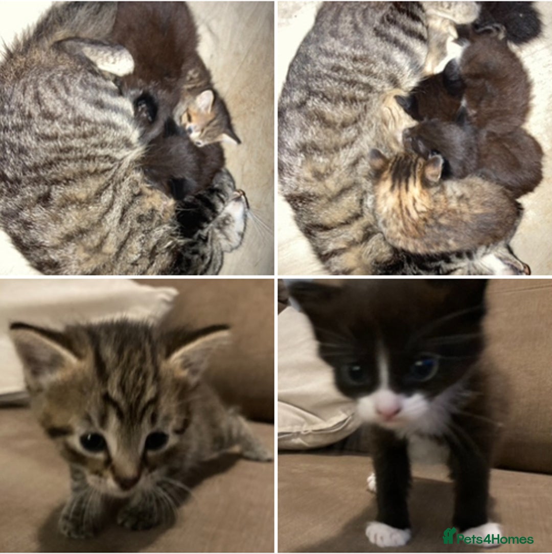 British Shorthair cats for sale: Kittens  - Image 3
