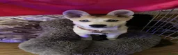 Shepsky dogs for sale: Siberian husky X German shepherd  - Advert 3