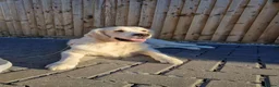 Golden Retriever dogs for stud: Proven KC Registered cream male - Advert 3