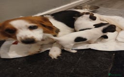 Jack Russell dogs for sale: Jack russell puppy male  - Image 1