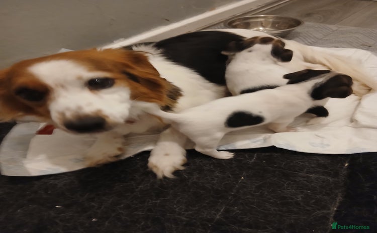 Jack Russell dogs - Advert 4