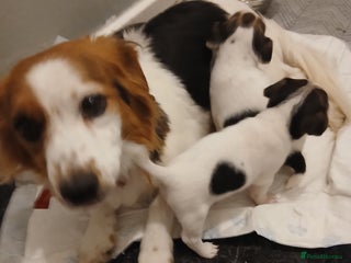 Jack Russell dogs - Advert 19