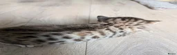 Mixed Breed cats for sale: Beautiful half Bengal kittens - Advert 8