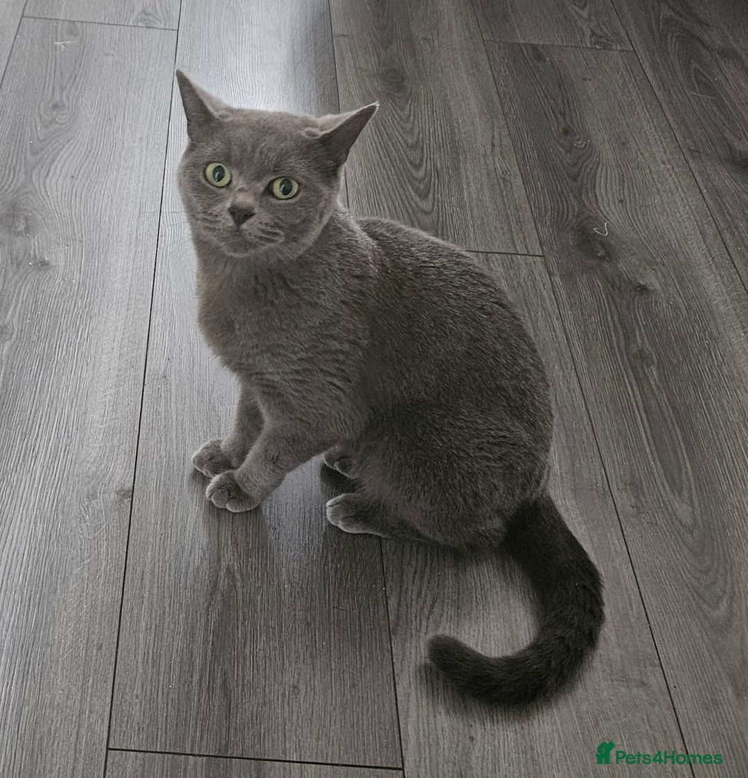British Shorthair cats for sale: British Shorthair Cats for sale - Image 21
