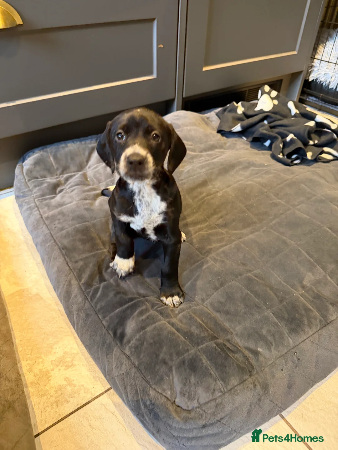 Mixed Breed dogs for sale: Doberman x spaniel puppies  - Advert 4