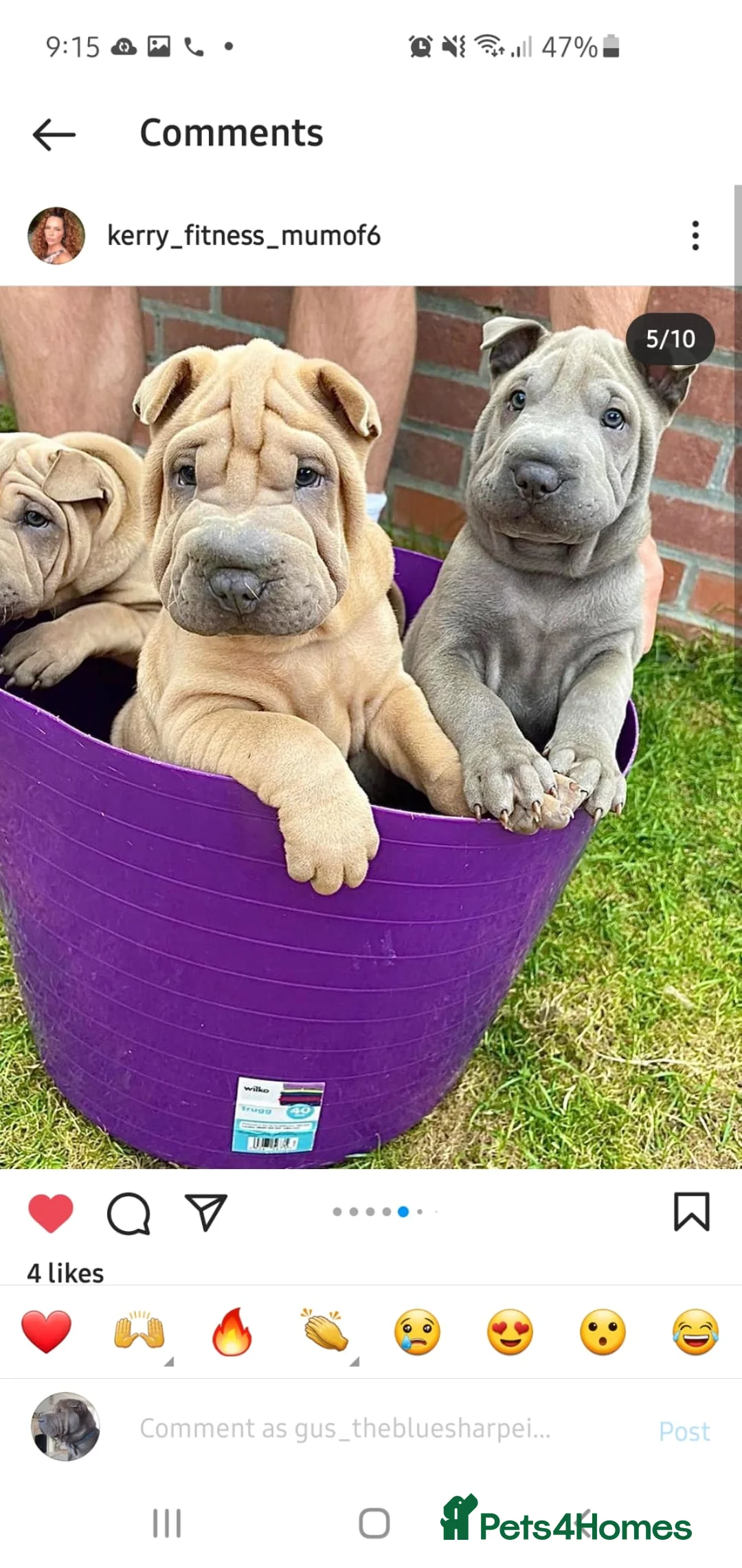 Shar Pei dogs for stud: Gus- Beautiful blue horse coat for stud in Billericay - Advert 18
