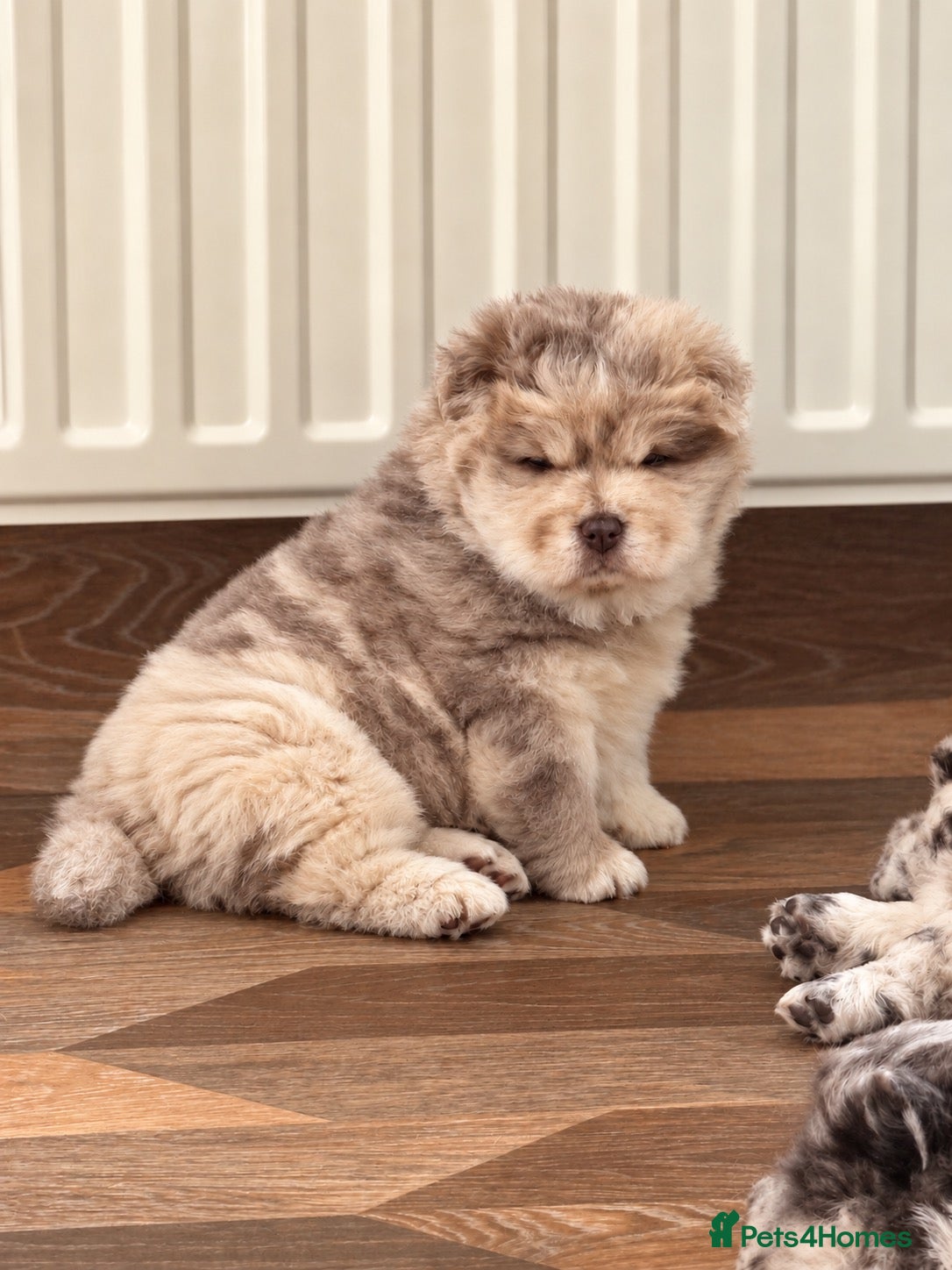 Chow Chow dogs Chow chow puppies  - Advert 11