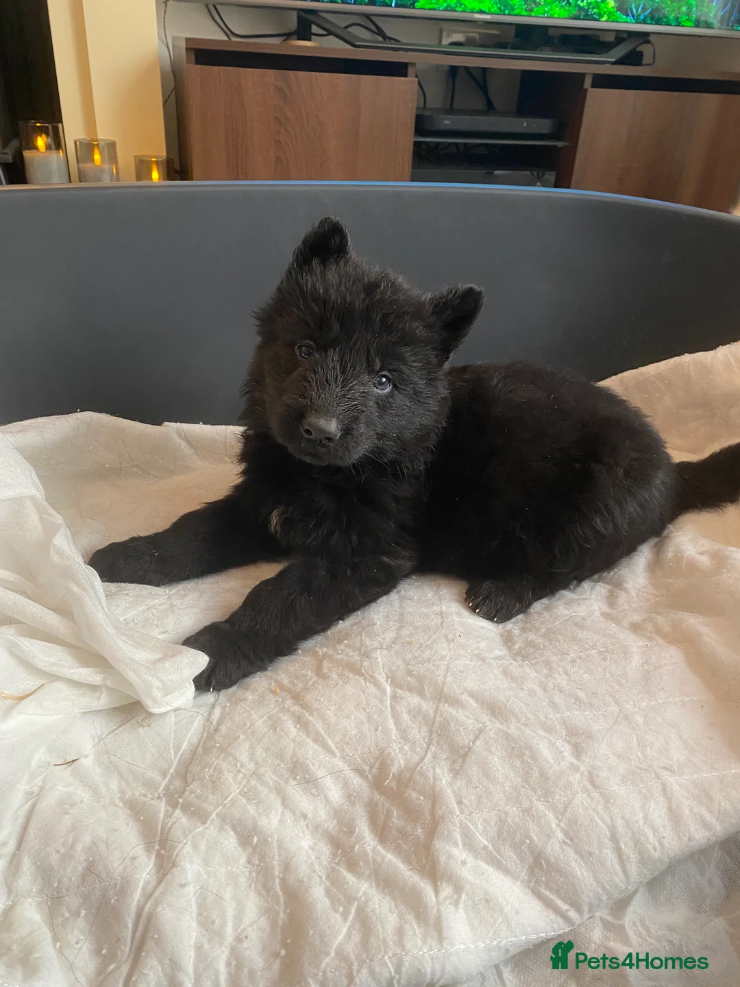 German Shepherd dogs for sale: German shepherd puppies  - Advert 24