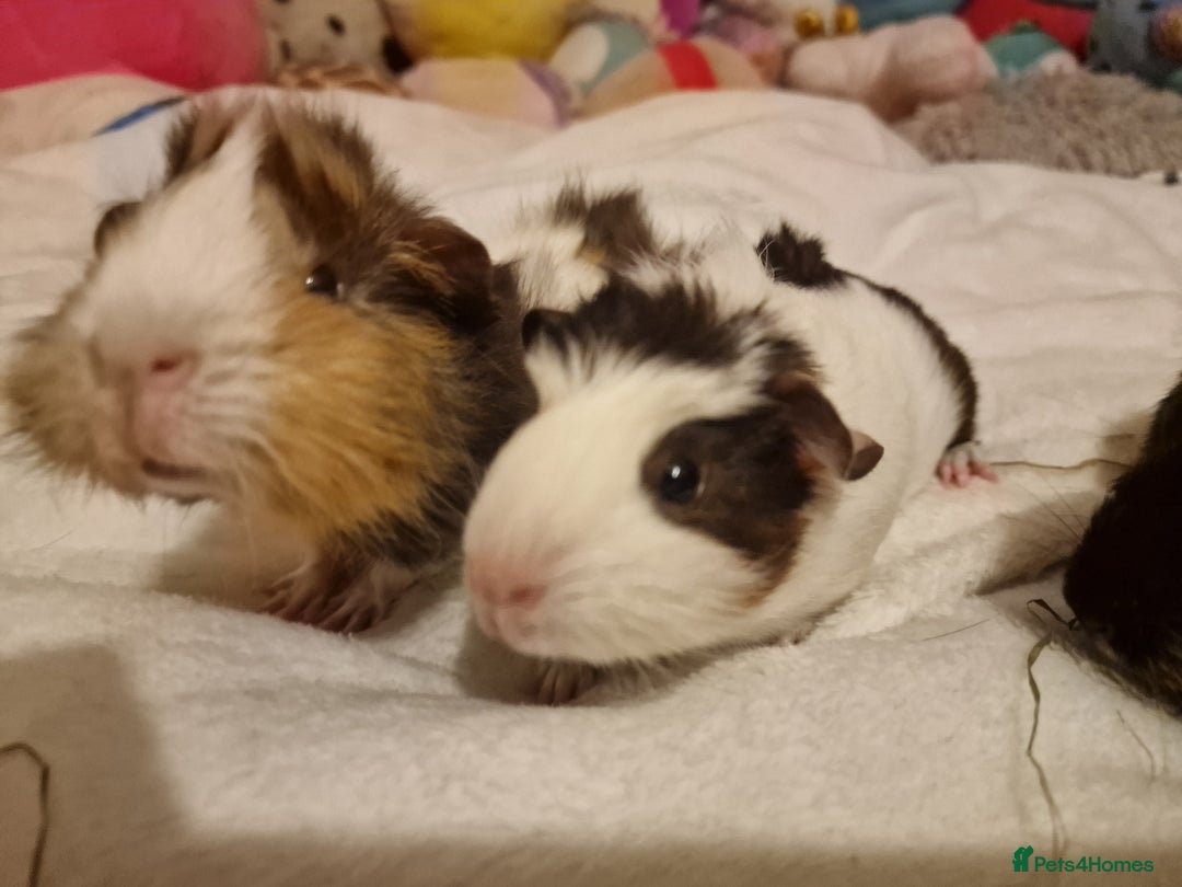 Guinea Pig rodents for sale: Trio male guineas - Advert 2