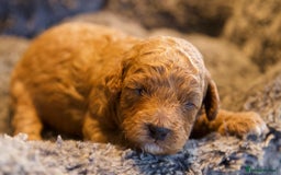 Cavapoo dogs for sale: Gorgeous F1B Fox Red Cavapoo Puppies - Image 33