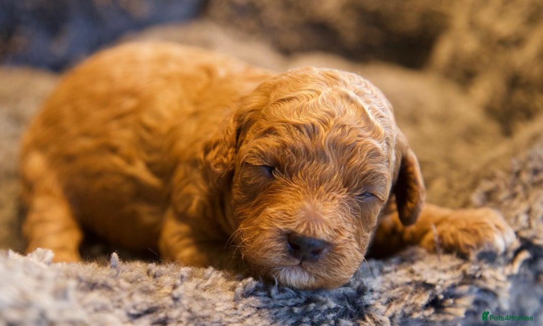 Cavapoo dogs for sale: Gorgeous F1B Fox Red Cavapoo Puppies - Image 33