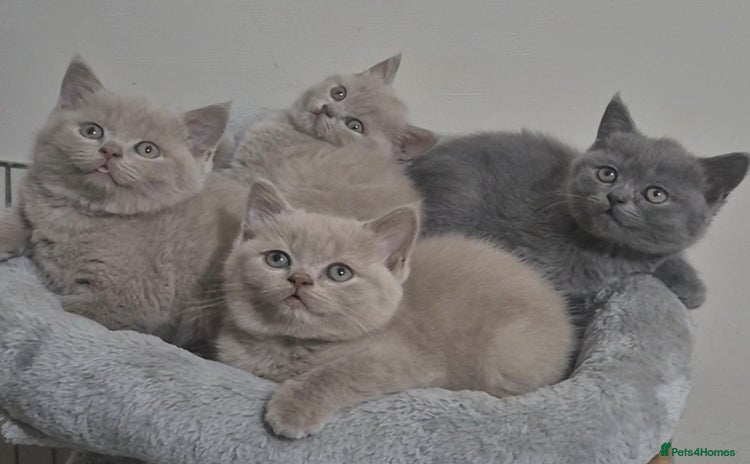 British Shorthair cats - Advert 6