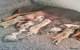 Dachshund dogs for sale: 8 Smooth Haired miniature dachshund pups  - Advert 1