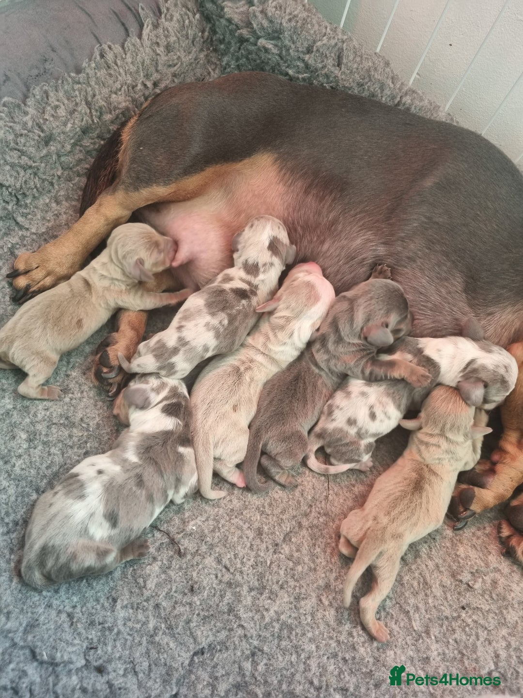 Dachshund dogs for sale: 8 Smooth Haired miniature dachshund pups  - Advert 1