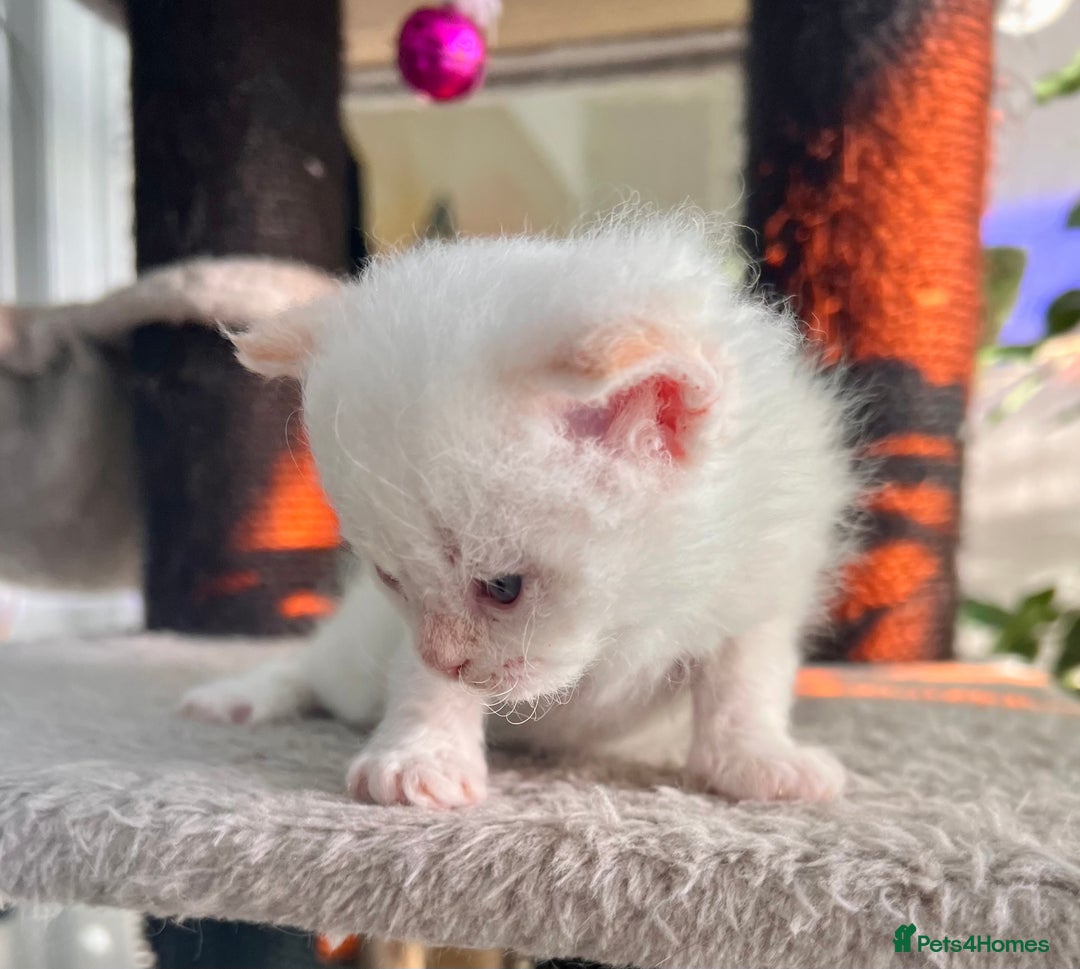 Selkirk Rex cats for sale: Stunning Selkirk rex kittens - Advert 32