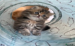 Persian cats for sale: Persian kitten still looking for her forever home  in Gateshead - Image 17