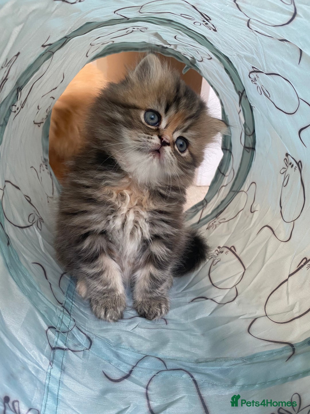 Persian cats for sale: Persian kitten still looking for her forever home  in Gateshead - Image 17