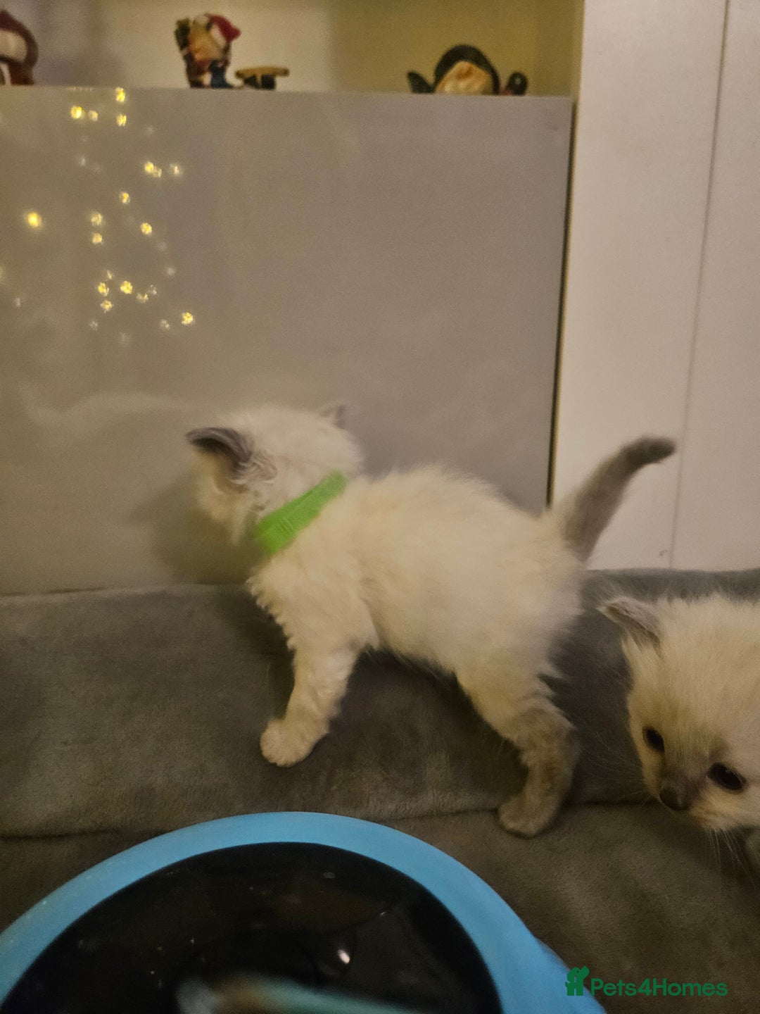 Ragdoll cats for sale: Baby girl and boy ragdoll kittens - Advert 8