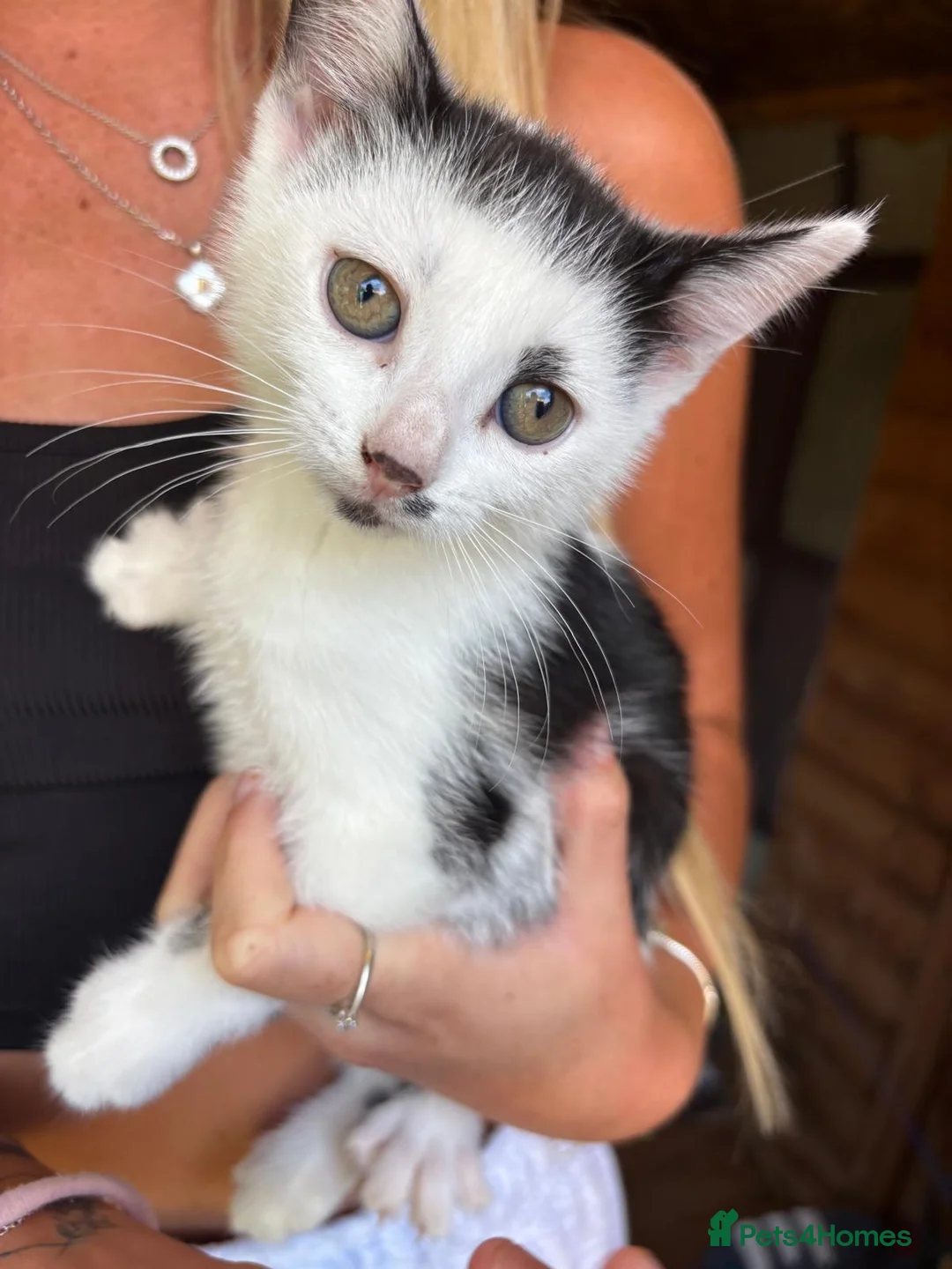 Mixed Breed cats for sale: Kitten ready to be collected  in Bridlington - Advert 1