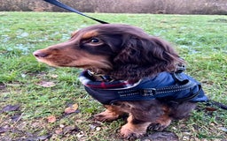 Cocker Spaniel dogs for stud: Dog Breeder - Image 5