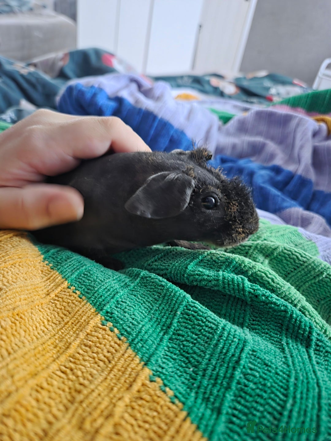 Guinea Pig rodents for sale: 2 Male Skinny Pigs With Indoor Cage - Advert 4