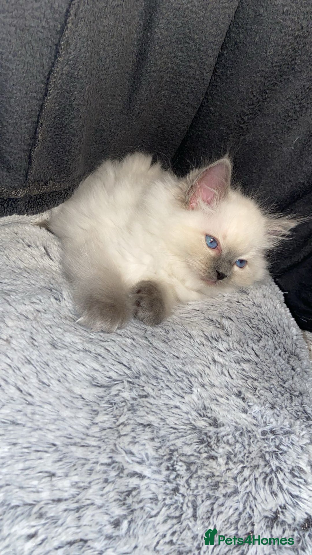 Ragdoll cats for sale: Cute Ragdoll kitten for sale ready for rehoming  - Advert 6