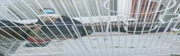 Parrots birds for sale: 2 pairs of white capped ponious parrots  in Maidenhead - Advert 2