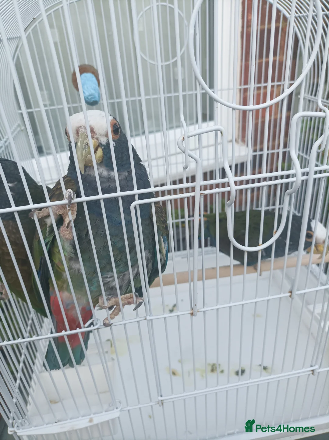 Parrots birds for sale: 2 pairs of white capped ponious parrots  in Maidenhead - Advert 2