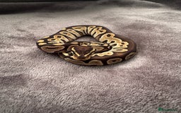 Python Snake reptiles for sale: Ball pythons, babies and adults various morphs - Image 1
