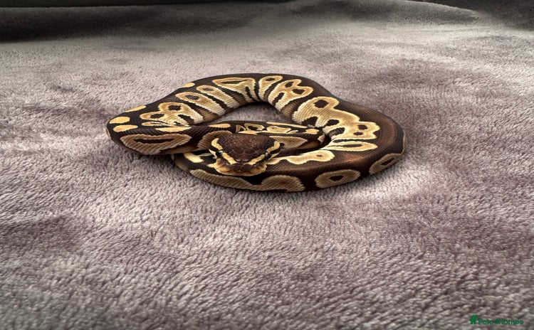 Python Snake reptiles - Advert 14
