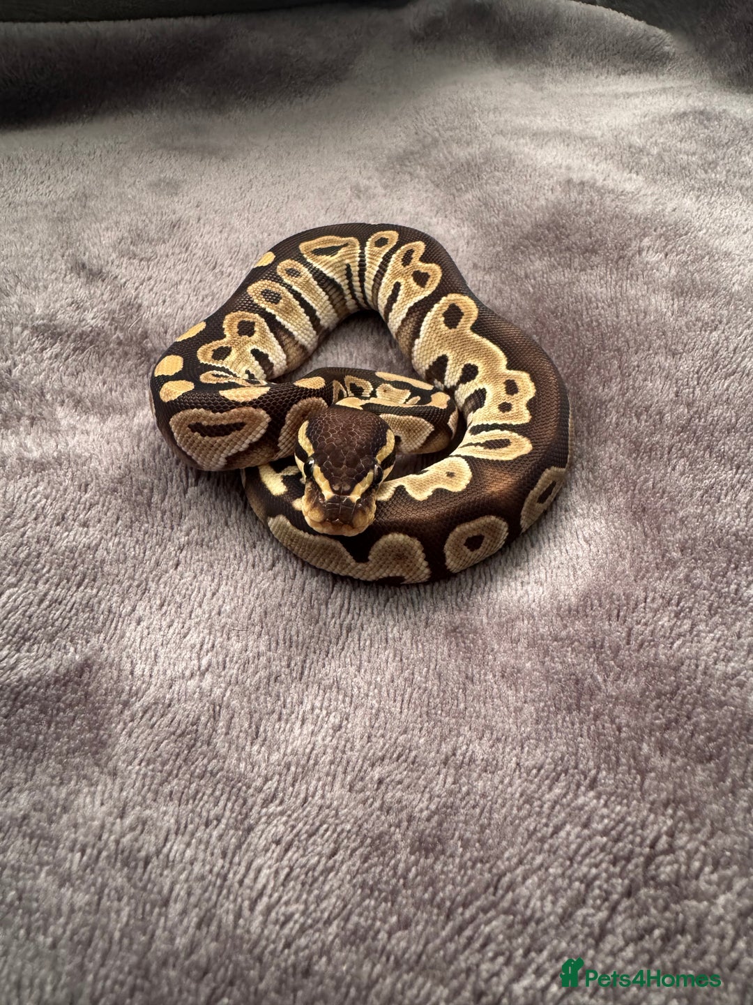 Python Snake reptiles for sale: Ball pythons, babies and adults various morphs - Image 1