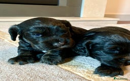 Cocker Spaniel dogs for sale: COCKER SPANIELS - Advert 18