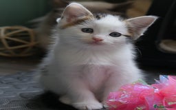 Mixed Breed cats for sale: Mix Ragdoll /Domestic cat  - Image 9