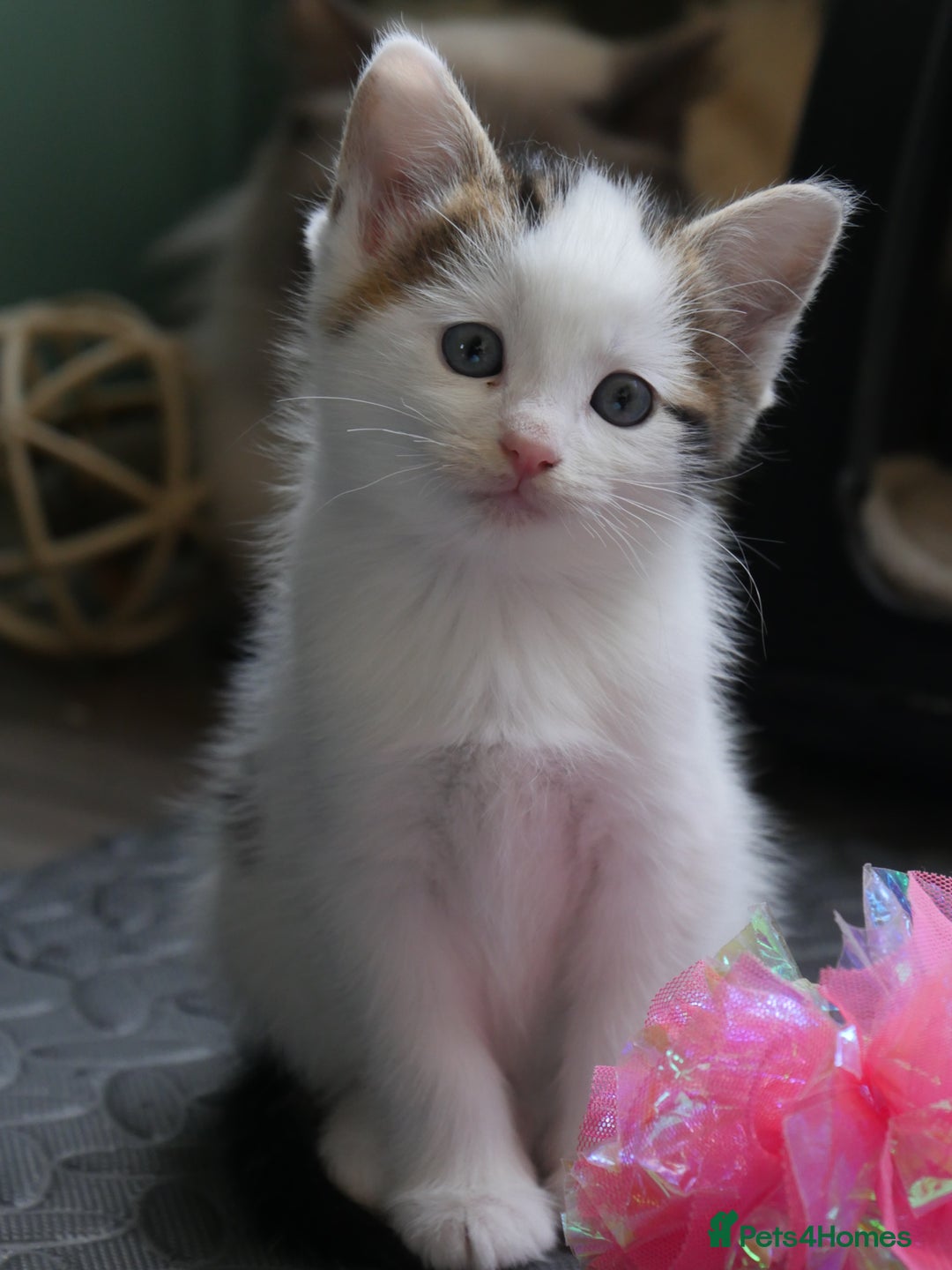 Mixed Breed cats for sale: Mix Ragdoll /Domestic cat  - Image 9