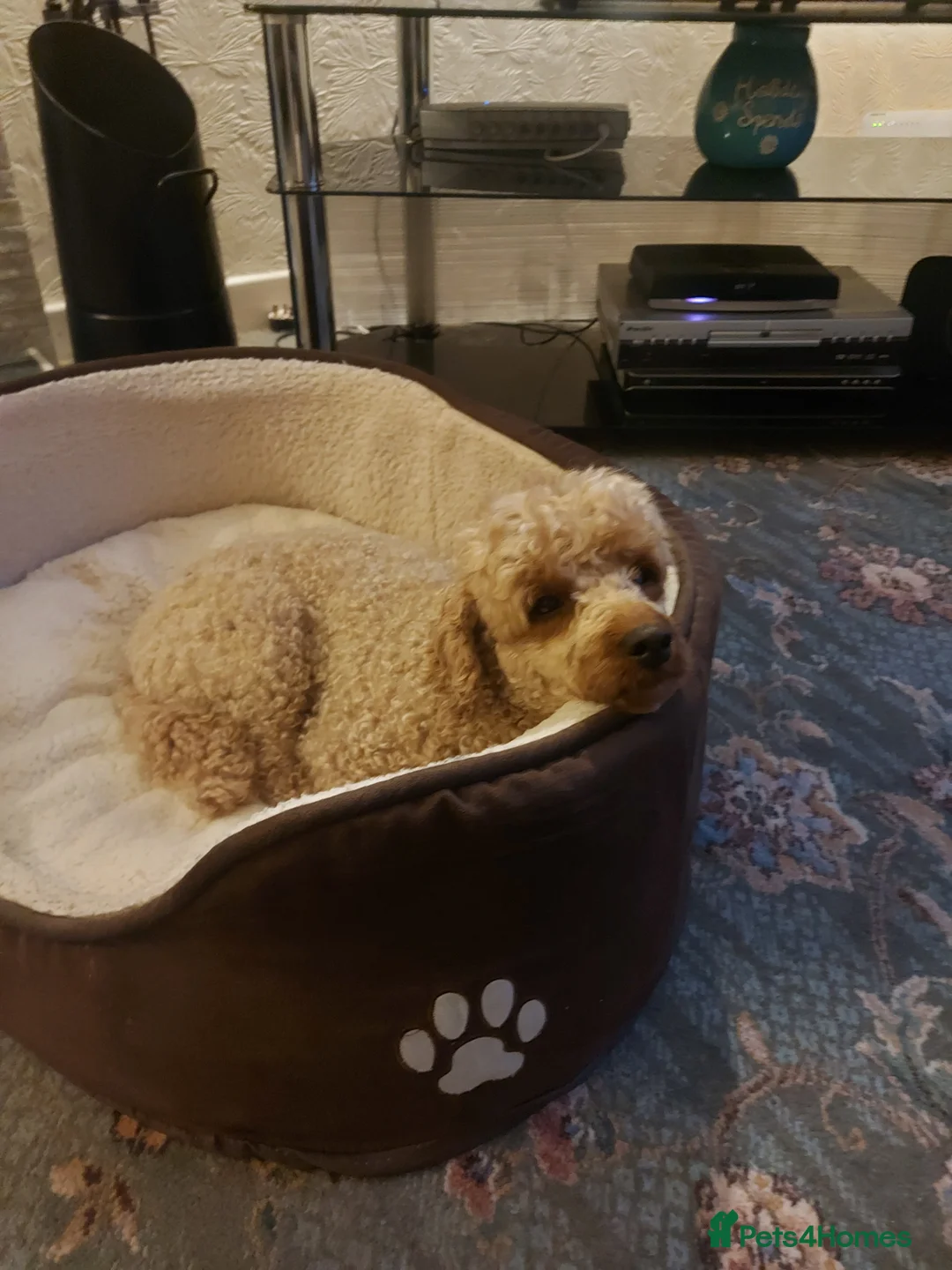 Miniature Poodle dogs for stud: KC Reg Red Miniature Poodle for stud in Preston - Advert 5
