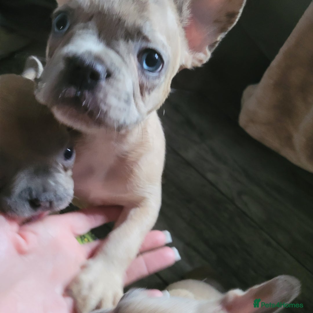 French Bulldog dogs for sale: Frenchy  - Image 12