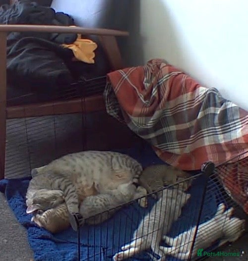 British Shorthair cats for sale: BHS x kittens - Advert 25
