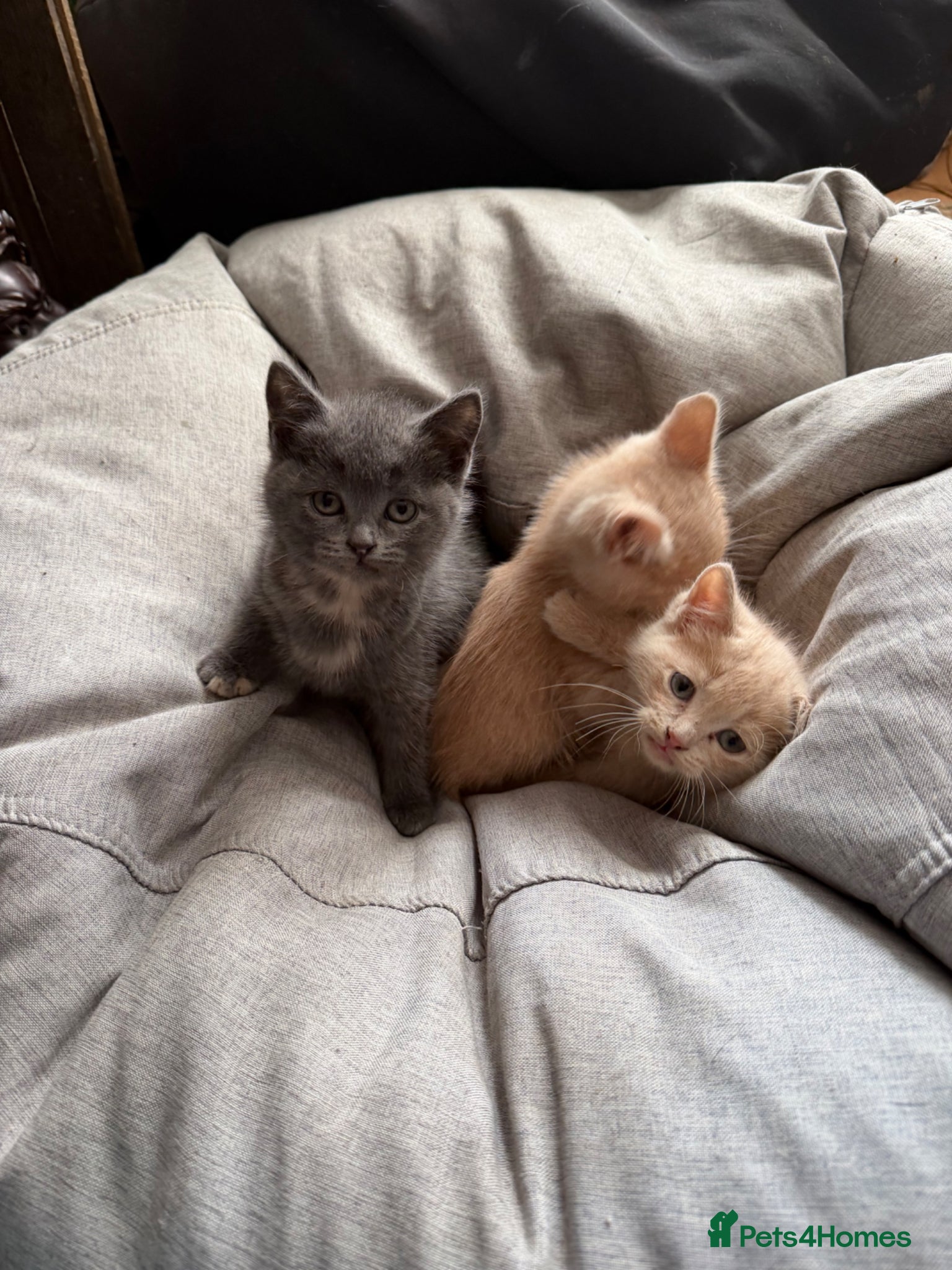 British Shorthair cats 2 British shorthair kittens - Advert 9